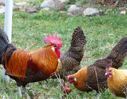 Oeufs Braekel dorés