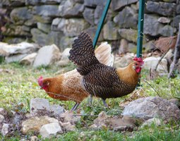 Oeufs Braekel dorés