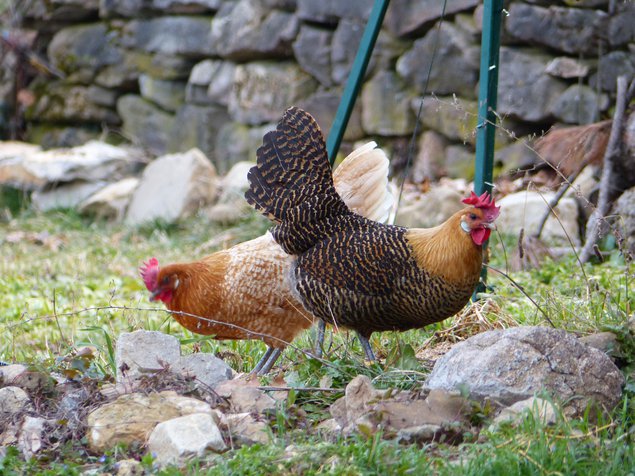 Oeufs Braekel dorés