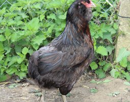 œufs d'araucana