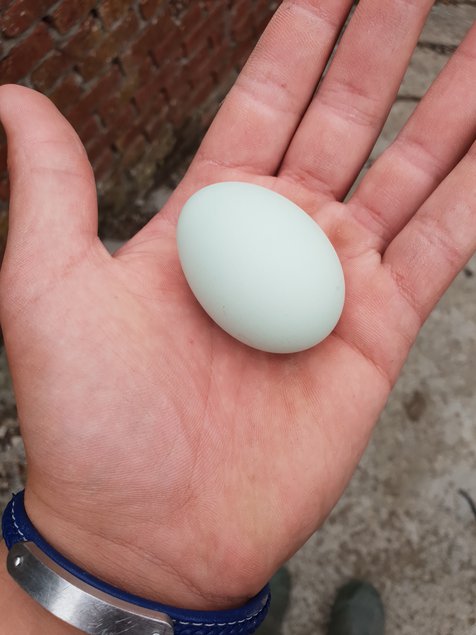 Oeuf fécondé d araucana