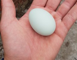 Oeuf fécondé d araucana