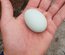 Oeuf fécondé d araucana