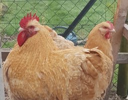 Oeuf orpington coucou lemon 🇬🇧