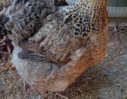 Orpington GR coucou saumoné doré 🇬🇧