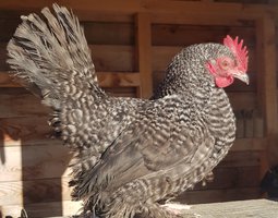 Oeuf sabelpoot coucou 🇱🇺