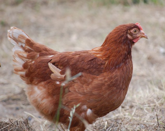 "Oeufs fecondées poules pondeuses rousses"