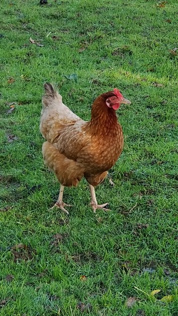 "Oeufs fecondées poules pondeuses rousses"