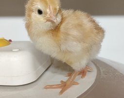 "Oeufs fecondées poules pondeuses rousses"