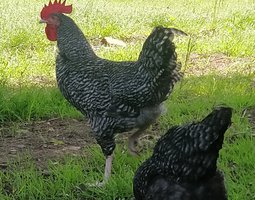 Œufs fecondées Coucou de rennes