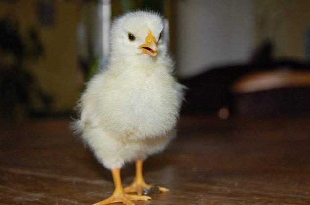 "Oeufs fecondées poules pondeuses rousses"