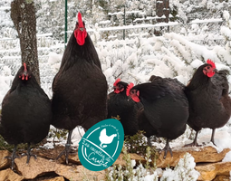 Australorp noir, race pure