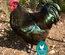 Australorp noir, race pure