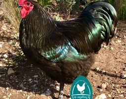 Australorp noir, race pure
