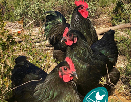 Australorp noir, race pure