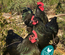 Australorp noir, race pure