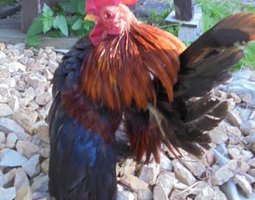 Oeufs de Serama malais