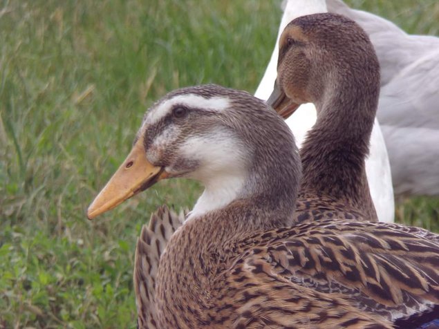 Canard rouen français