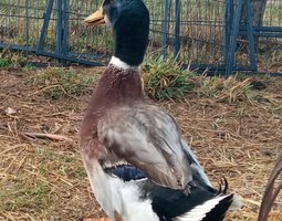 Canard rouen français