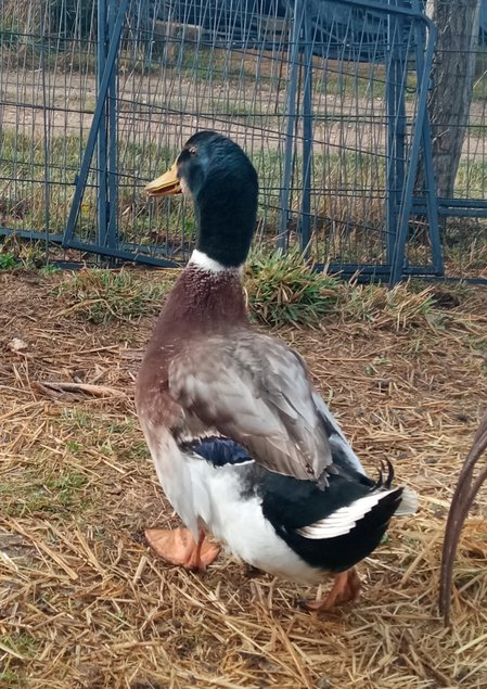 Canard rouen français