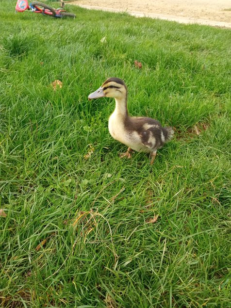 Canard rouen français