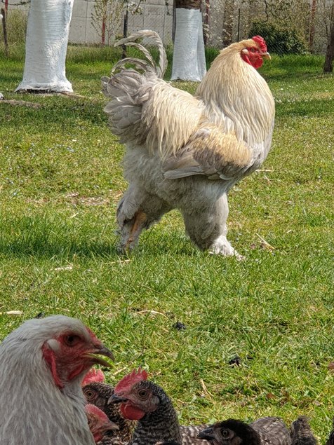 Brahma Isabelle et pmd porteur lisse