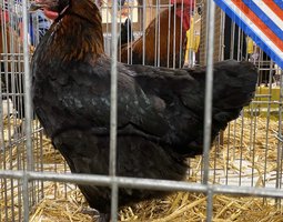 Oeufs Marans noir a camail cuivré fécondés