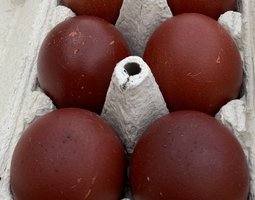 Oeufs Marans noir a camail cuivré fécondés