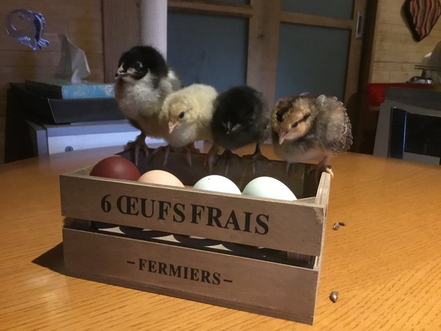 Marans noir à camail cuivré NCC