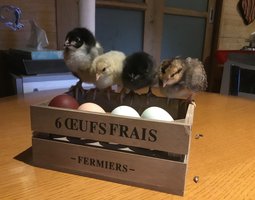 Marans noir à camail cuivré NCC