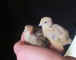 12 Oeufs fecondés de caille de Japon