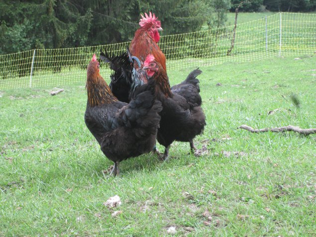 Marans noir à camail cuivré NCC