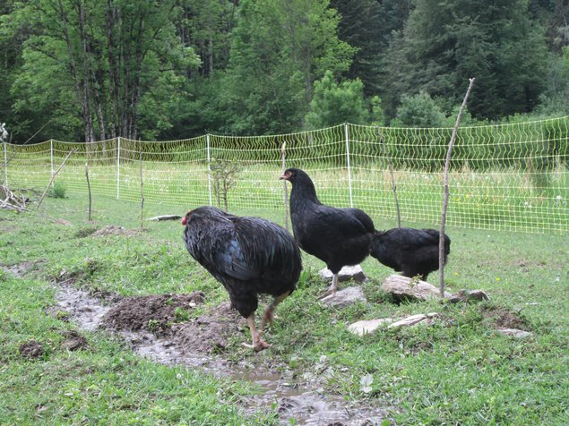 Araucana, Noires Grandes