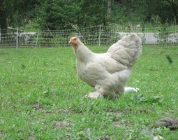 Brahma grand isabelle