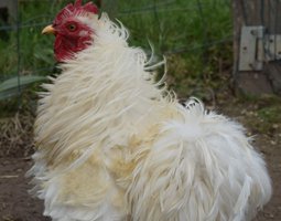 Pékin blanche