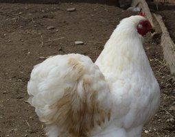 Pékin blanche