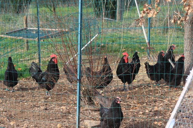 Oeufs Géline de Touraine