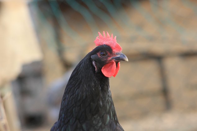 Oeufs Géline de Touraine