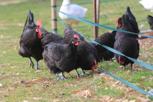 Oeufs Géline de Touraine