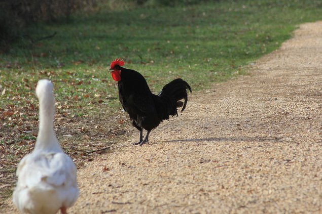 Oeufs Géline de Touraine