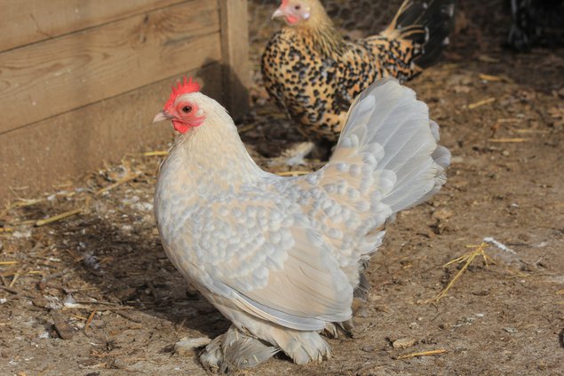 Oeufs Sabelpoot porcelaine isabelle