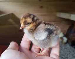 Wyandottes naines dorées à liseré bleu, blanc ou noir