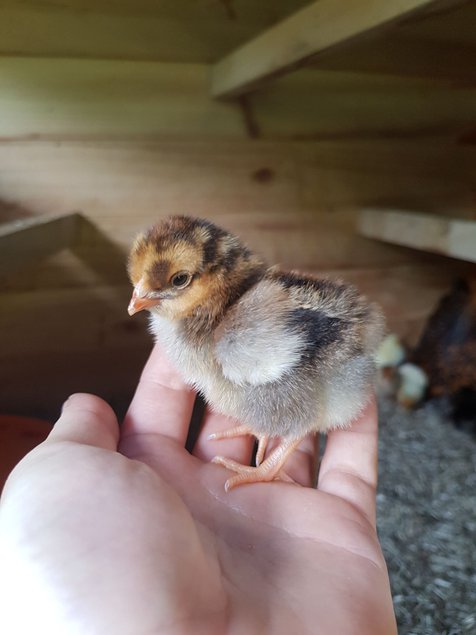 Wyandottes naines dorées à liseré bleu, blanc ou noir