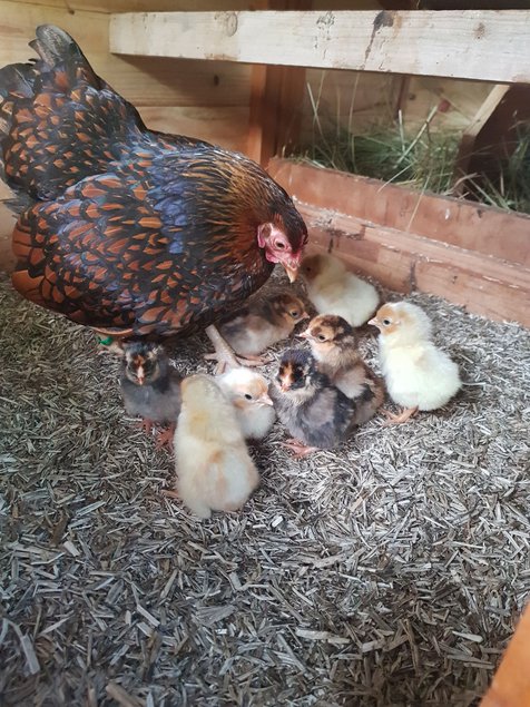 Wyandottes naines dorées à liseré bleu, blanc ou noir