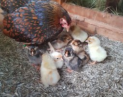 Wyandottes naines dorées à liseré bleu, blanc ou noir