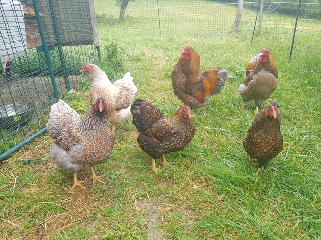 Wyandottes naines dorées à liseré bleu, blanc ou noir