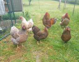 Wyandottes naines dorées à liseré bleu, blanc ou noir