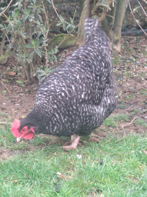 Oeufs fécondés de Coucou de Rennes