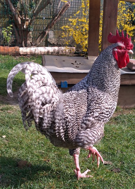 Oeufs fécondés de Coucou de Rennes