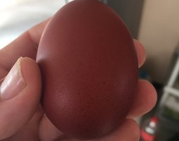 Marans Noir A camail cuivré